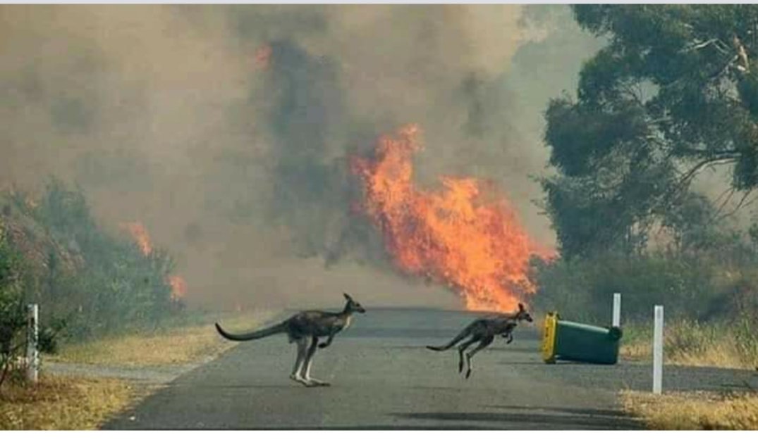 Las causas de los incendios que ‘asfixian’ Australia