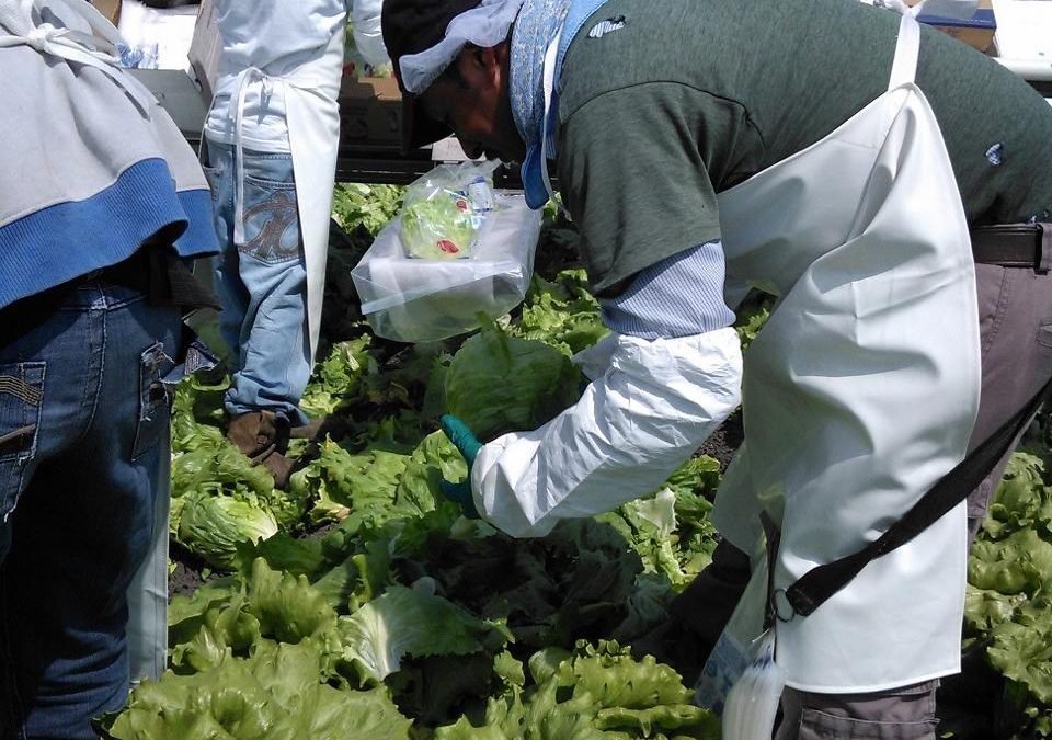 Diversificará Guanajuato en 2020 sus exportaciones agroalimentarias en Emiratos Árabes, Japón y Europa