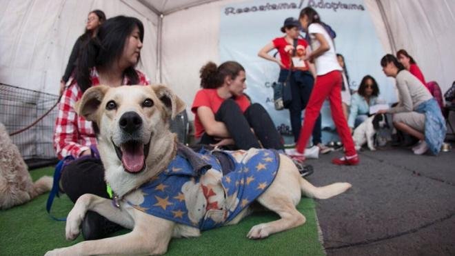 Plantean propuestas sobre protección animal en CDMX