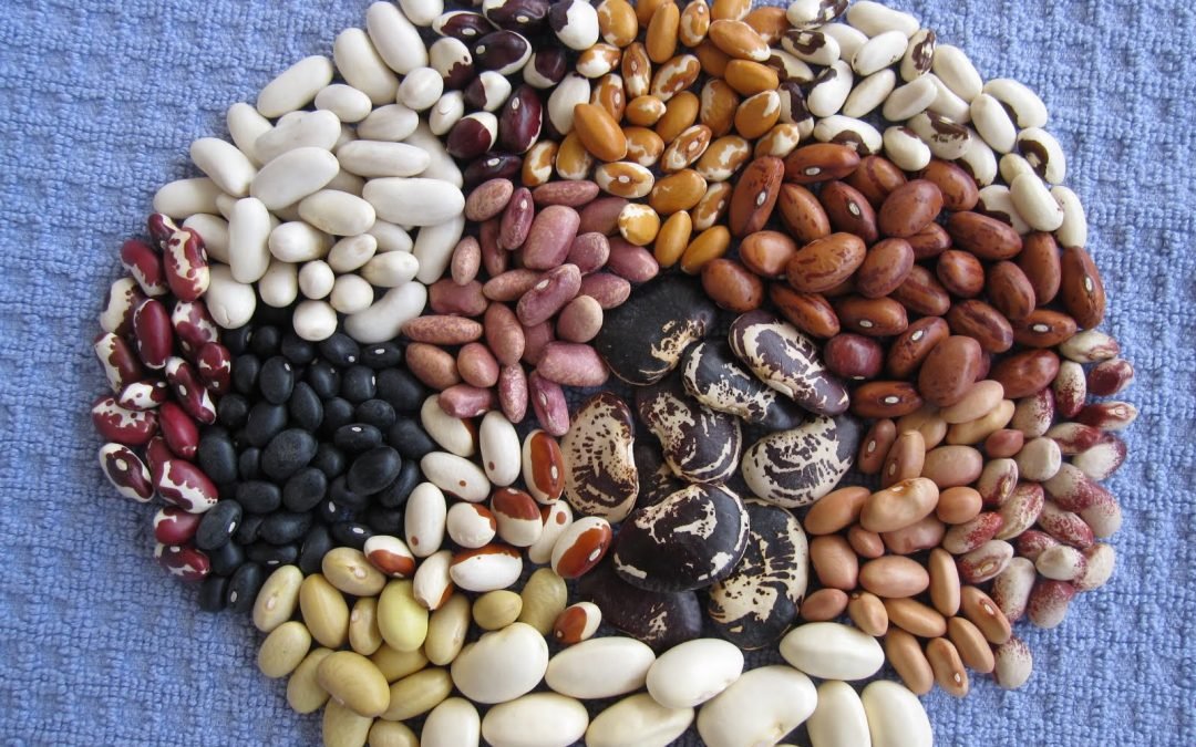 Crear nuevo modelo productivo del frijol, plantea Agricultura