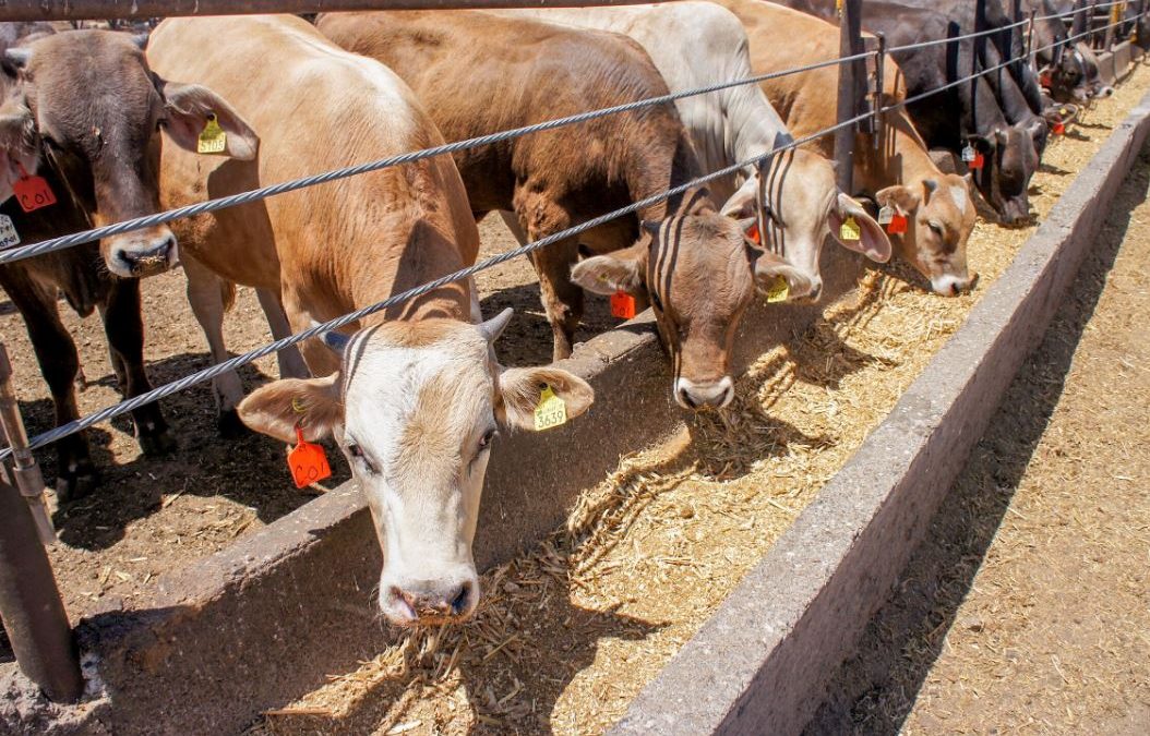Ganaderos de Durango dejan de exportar 160 mil cabezas por pausa de EU