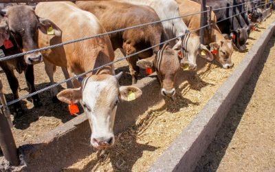 “Totalmente exagerada”, decisión de EU de cerrar de nuevo frontera al ganado: CSP