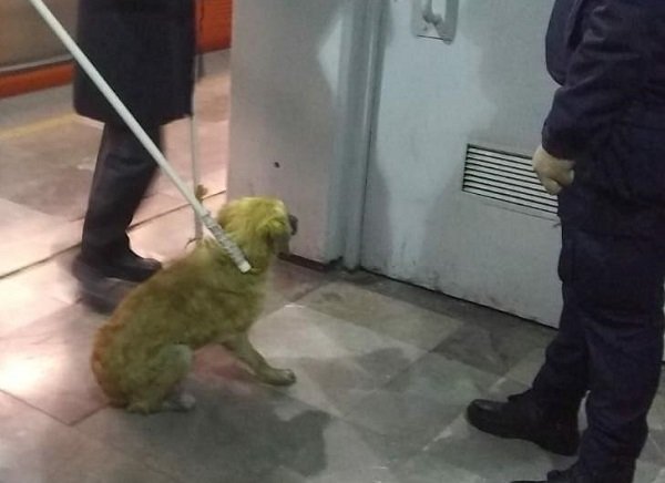 RESCATAN A PERRITO DE LAS VÍAS DEL METRO