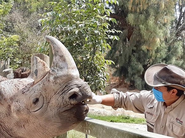 Los zoológicos, criaderos y acuarios de México intensifican acciones para proteger del COVID-19 a miles de personas y animales