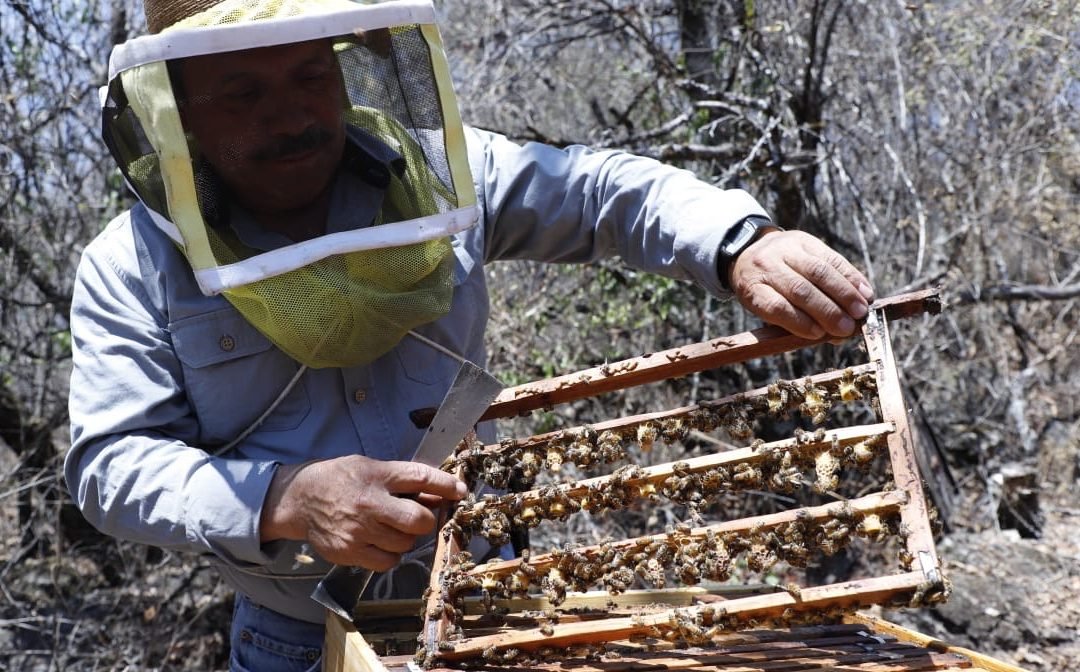 Ocupa Edoméx lugar 14 en producción de miel