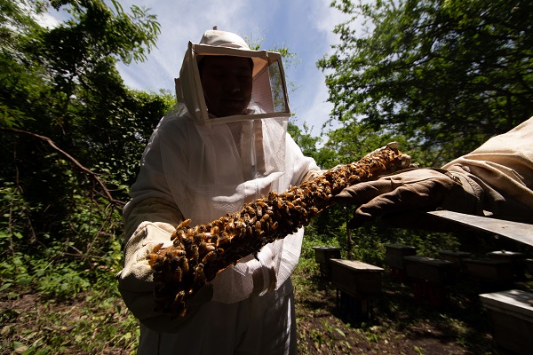 Activa Agricultura vigilancia epidemiológica para prevenir entrada de avispón gigante a México