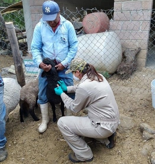 PARTICIPA EDOMÉX EN CAMPAÑA NACIONAL CONTRA LA BRUCELOSIS ANIMAL