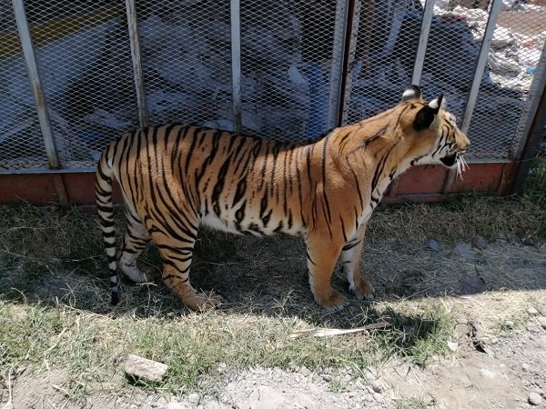 Asegura Profepa dos tigres de bengala en Tlaquepaque, Jalisco