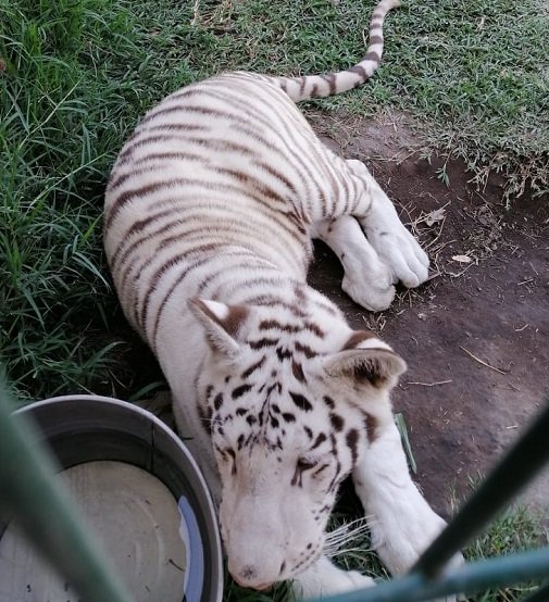 NECESARIO FORTALECER POLÍTICAS ENCAMINADAS A LA PROTECCIÓN DE ANIMALES EN PELIGRO DE EXTINCIÓN: DIP. REYES