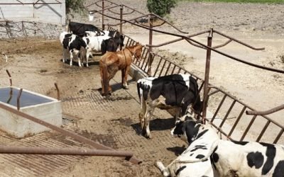 SENASICA Y ANETIF FORTALECEN ACCIONES CONTRA LA RAM