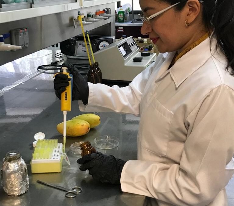 COMPRUEBA IPN PROPIEDADES CICATRIZANTES DE LA CÁSCARA DE MANGO