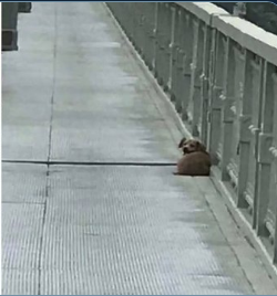 Perrito espera durante días a su amo en puente donde se suicidó