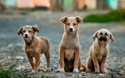Incluir enseñanza sobre cuidado animal en programas de estudio de la SEP, proponen en el Senado