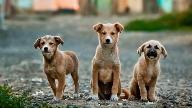 Demandan acciones concretas para evitar el abandono de animales domésticos