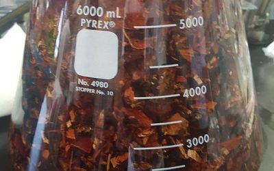 ESTUDIA IPN EFECTOS BENÉFICOS DE CORTEZAS MEDICINALES EN ENFERMEDADES ASOCIADAS A COLITIS