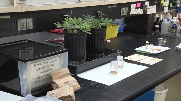 CON PLANTA MEXICANA DESARROLLA IPN INSECTICIDA CONTRA MOSQUITO TRANSMISOR DEL DENGUE