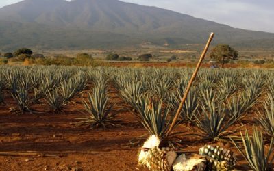 Promueve EdoMéx rutas turísticas de producción y destilado de agave