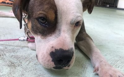 La comezón en perros genera 3 de cada 10 consultas veterinarias