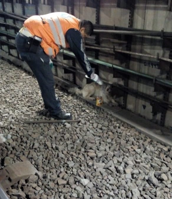 Rescatan a perrito de las vías del metro