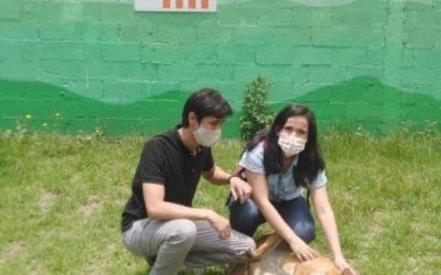 Así puedes adoptar un perrito rescatado del Metro CDMX
