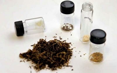 DESCUBRE ESTUDIANTE DEL IPN PLANTA QUE REDUCE COLESTEROL Y TRIGLICÉRIDOS