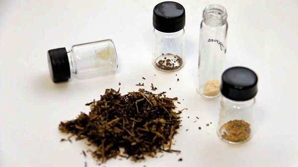 DESCUBRE ESTUDIANTE DEL IPN PLANTA QUE REDUCE COLESTEROL Y TRIGLICÉRIDOS
