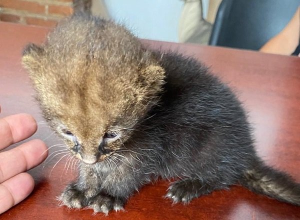 RESCATA SDS A FELINO JAGUARUNDI
