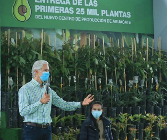 ENTREGA 25 MIL PLANTAS DE AGUACATE DEL NUEVO CENTRO DE PRODUCCIÓN DEL EDOMÉX