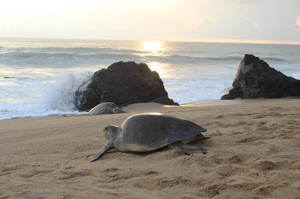 Tortugas marinas comienzan a llegar a las playas de Michoacán