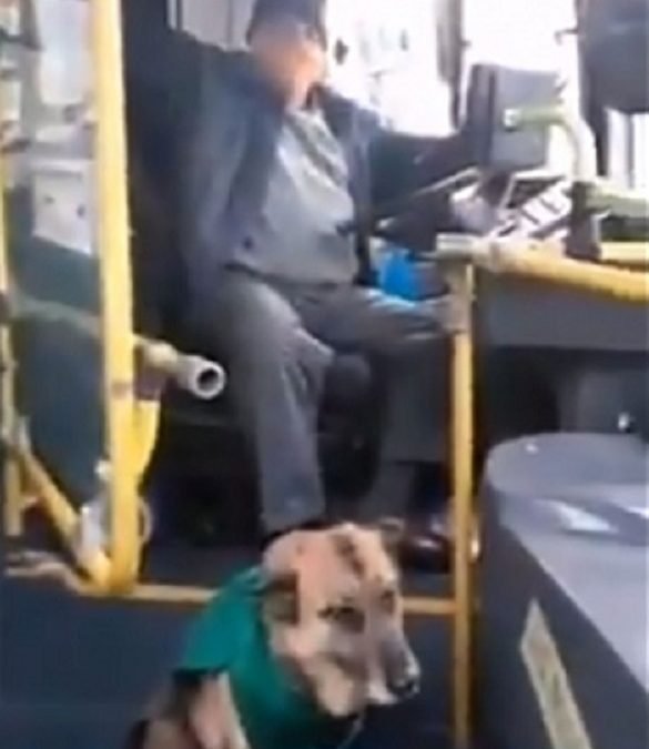 En Chile, empresa de transporte saca a perritos de las calles para que acompañen a choferes en su servicio