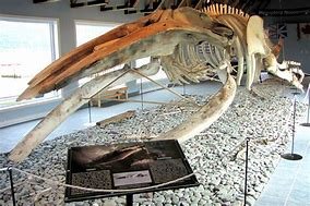 Hallan en Tailandia el esqueleto casi intacto de una ballena de hace al menos 3.000 años