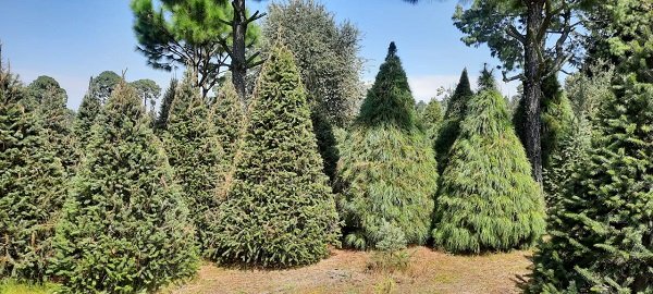 PRODUCTORES MEXICANOS DE 12 ESTADOS PONEN EN VENTA MÁS DE MEDIO MILLÓN DE ÁRBOLES DE NAVIDAD