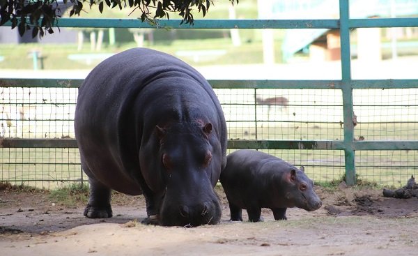 AUMENTA CRÍA DE HIPOPÓTAMO DEL NILO SU ESPERANZA DE VIDA EN PARQUE ECOLÓGICO ZACANGO