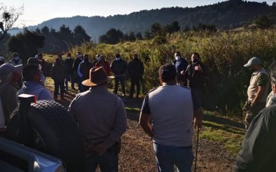BUSCAN AUTORIDADES A EJEMPLAR DE LOBO GRIS MEXICANO