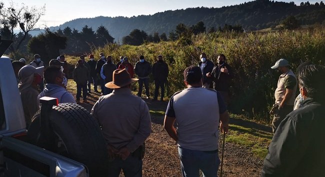 BUSCAN AUTORIDADES A EJEMPLAR DE LOBO GRIS MEXICANO