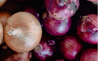 Investiga Agricultura presunta presencia de Salmonella Oranienburg en cebollas mexicanas