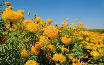 Día de Muertos dejará derrama económica de 12 mil millones de pesos en CDMX: Canaco