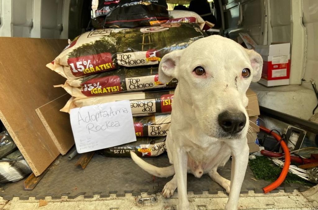 Se entregan 15 toneladas de alimento para perro a 19 centros de adopción responsable