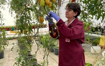 Estudia IPN moléculas con potencial actividad biológica contra plagas de cultivos de jitomate