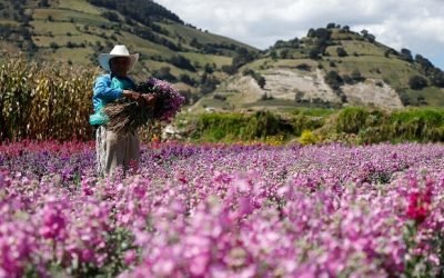 COSECHAN FLORES MEXIQUENSES PARA ESTA TEMPORADA DE DÍA DE MUERTOS