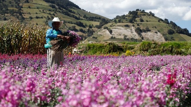 COSECHAN FLORES MEXIQUENSES PARA ESTA TEMPORADA DE DÍA DE MUERTOS