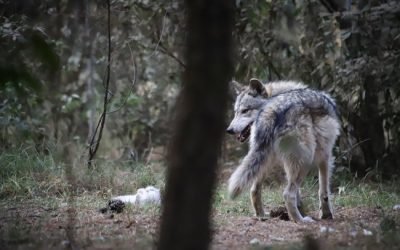 LOCALIZAN AUTORIDADES A EJEMPLAR DE LOBO GRIS MEXICANO SANO Y SALVO