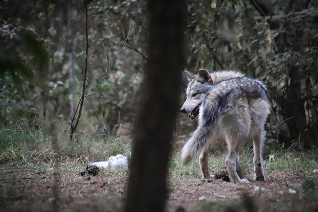 LOCALIZAN AUTORIDADES A EJEMPLAR DE LOBO GRIS MEXICANO SANO Y SALVO