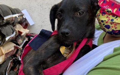 Llaman en el Senado a reforzar campañas de esterilización y vacunación de perros y gatos