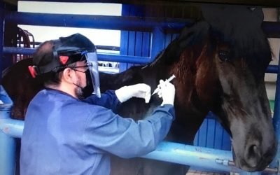 Birmex iniciará producción de suero equino para tratamiento contra COVID-19