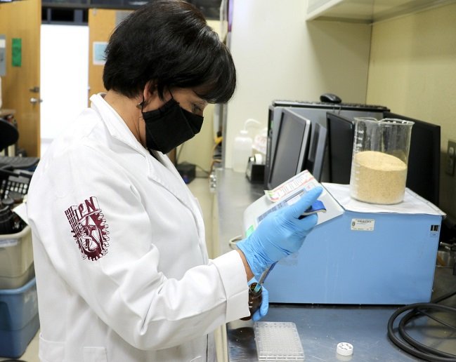 Estudio del IPN confirma que consumo de semilla germinada de amaranto reduce niveles de colesterol