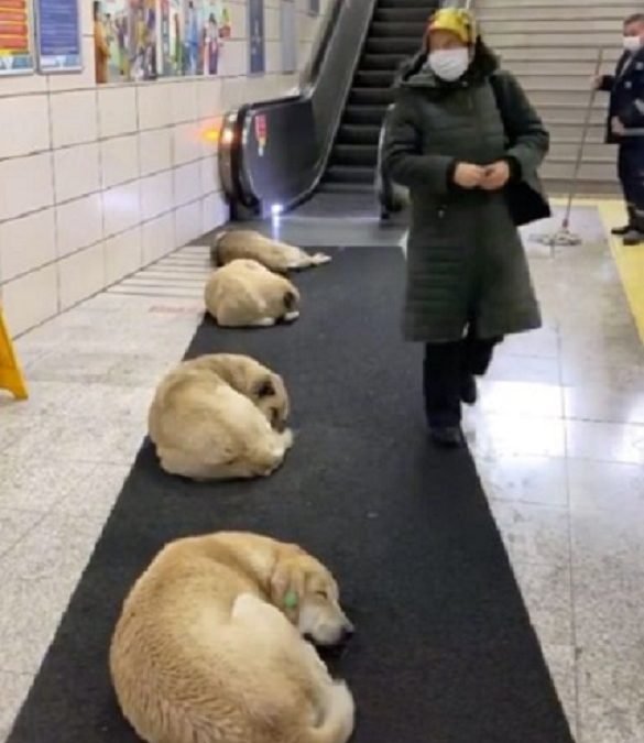 Metro en Turquía permite a perritos callejeros dormir en las instalaciones durante el invierno