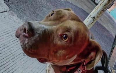 Detienen a empleado del Senado que llevaba arrastrando a un perro pitbull con su automóvil