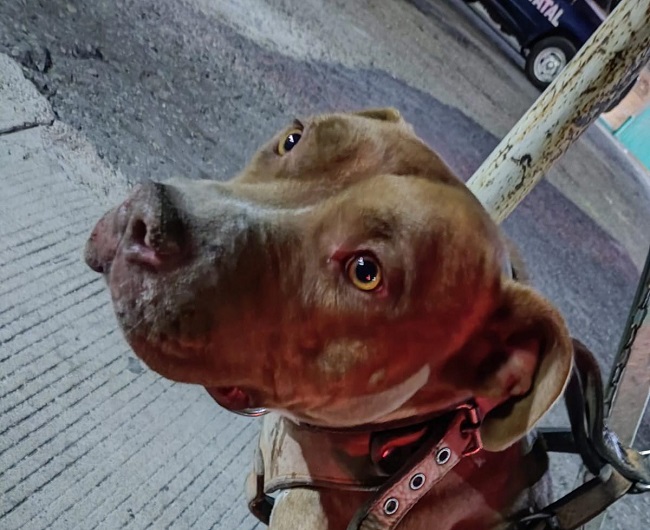 Detienen a empleado del Senado que llevaba arrastrando a un perro pitbull con su automóvil