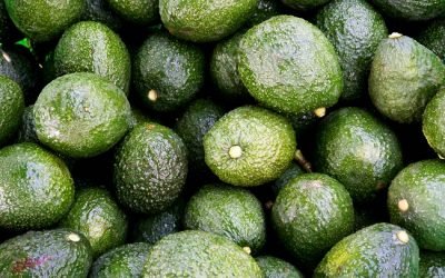Logran acuerdo para reactivar exportación de aguacate a EU